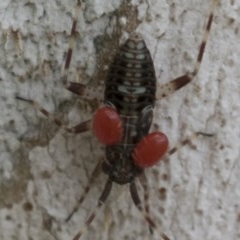 Miridae (family) at Hawker, ACT - 20 Nov 2020