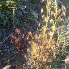 Drosera (genus) (A Sundew) at Jones Creek, NSW - 24 Aug 2019 by abread111
