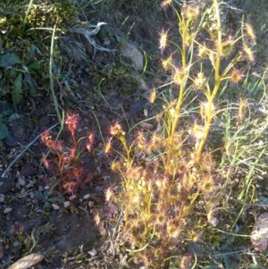 Drosera sp. at Jones Creek, NSW - 24 Aug 2019 05:01 AM