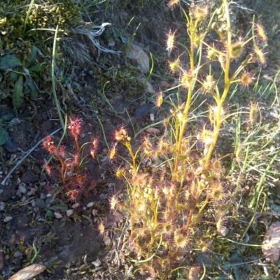 Drosera (genus) (A Sundew) at Jones Creek, NSW - 24 Aug 2019 by abread111
