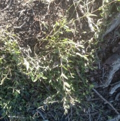 Einadia nutans (Climbing Saltbush) at Nangus, NSW - 25 Aug 2019 by abread111