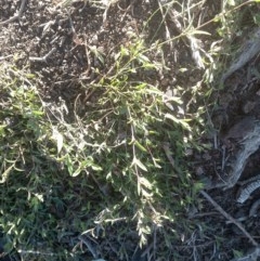 Einadia nutans (Climbing Saltbush) at Nangus, NSW - 24 Aug 2019 by abread111