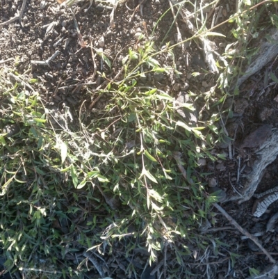 Einadia nutans (Climbing Saltbush) at Nangus, NSW - 25 Aug 2019 by abread111