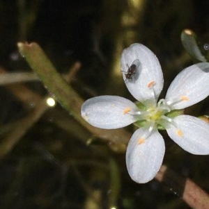 Montia australasica at Wollogorang, NSW - 26 Nov 2020