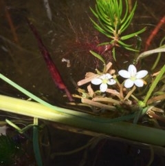 Montia australasica at Wollogorang, NSW - 26 Nov 2020