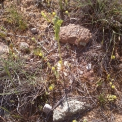 Hymenochilus bicolor (ACT) = Pterostylis bicolor (NSW) at Nangus, NSW - 21 Oct 2019