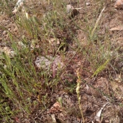 Hymenochilus bicolor (ACT) = Pterostylis bicolor (NSW) at Nangus, NSW - 21 Oct 2019