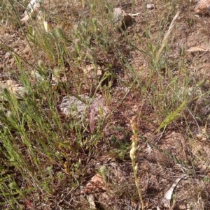 Hymenochilus bicolor (ACT) = Pterostylis bicolor (NSW) at Nangus, NSW - 21 Oct 2019