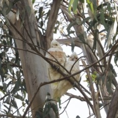 Cacatua sanguinea (Little Corella) at Higgins, ACT - 12 May 2020 by Alison Milton