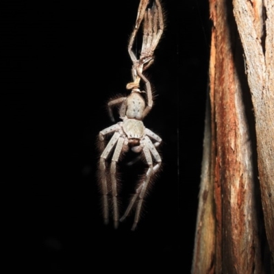 Isopeda sp. (genus) (Huntsman Spider) at Lions Youth Haven - Westwood Farm A.C.T. - 23 Nov 2020 by HelenCross