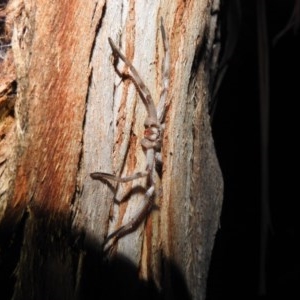 Isopeda sp. (genus) at Kambah, ACT - 24 Nov 2020