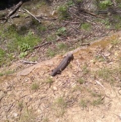 Tiliqua rugosa (Shingleback Lizard) at Mulligans Flat - 21 Oct 2020 by abread111