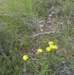 Senecio madagascariensis (Madagascan Fireweed, Fireweed) at Forde, ACT - 22 Oct 2020 by abread111