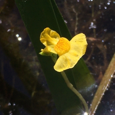 Utricularia australis (Yellow Bladderwort) at Wollogorang, NSW - 25 Nov 2020 by JaneR