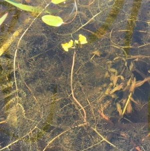 Utricularia australis at Wollogorang, NSW - 26 Nov 2020