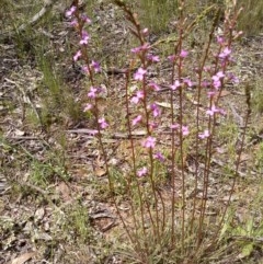 Stylidium graminifolium (grass triggerplant) at Forde, ACT - 22 Oct 2020 by abread111