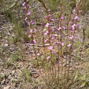 Stylidium graminifolium at Forde, ACT - 22 Oct 2020 01:30 AM