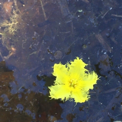 Nymphoides sp. (A Marshwort) at Wollogorang, NSW - 26 Nov 2020 by JaneR