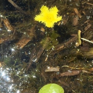 Nymphoides sp. at Wollogorang, NSW - 26 Nov 2020