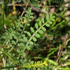 Indigofera adesmiifolia (Tick Indigo) at Cook, ACT - 25 Nov 2020 by drakes
