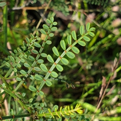Indigofera adesmiifolia (Tick Indigo) at Cook, ACT - 25 Nov 2020 by drakes