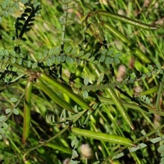 Indigofera adesmiifolia at Cook, ACT - 25 Nov 2020