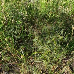 Indigofera adesmiifolia at Cook, ACT - 25 Nov 2020