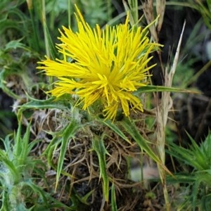 Carthamus lanatus at Cook, ACT - 25 Nov 2020 09:53 PM