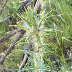 Carthamus lanatus at Cook, ACT - 25 Nov 2020