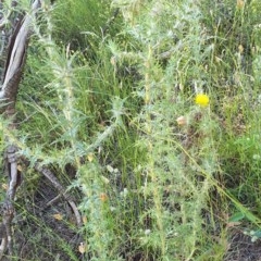 Carthamus lanatus at Cook, ACT - 25 Nov 2020