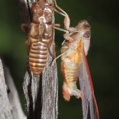 Yoyetta sp. (genus) (Firetail or Ambertail Cicada) at Evatt, ACT - 22 Nov 2020 by TimL