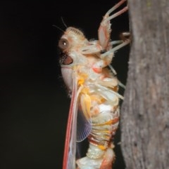 Yoyetta sp. (genus) at Evatt, ACT - 22 Nov 2020