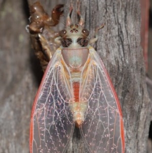 Yoyetta sp. (genus) at Evatt, ACT - 22 Nov 2020 12:16 PM