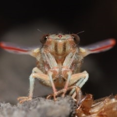 Yoyetta sp. (genus) at Evatt, ACT - 22 Nov 2020