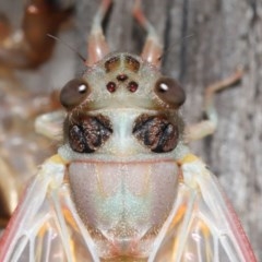 Yoyetta sp. (genus) at Evatt, ACT - 22 Nov 2020 12:16 PM