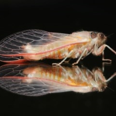 Yoyetta sp. (genus) (Firetail or Ambertail Cicada) at Evatt, ACT - 22 Nov 2020 by TimL