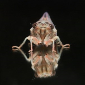 Yoyetta sp. (genus) at Evatt, ACT - 22 Nov 2020 11:37 PM