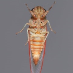 Yoyetta sp. (genus) at Evatt, ACT - 22 Nov 2020
