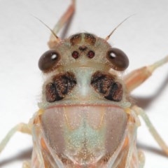 Yoyetta sp. (genus) at Evatt, ACT - 22 Nov 2020