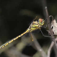 Hemicordulia tau (Tau Emerald) at ANBG - 23 Nov 2020 by TimL