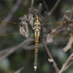 Hemicordulia tau at Downer, ACT - 24 Nov 2020