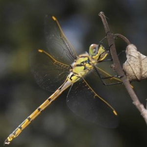 Hemicordulia tau at Downer, ACT - 24 Nov 2020