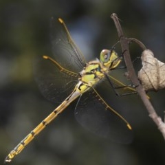 Hemicordulia tau at Downer, ACT - 24 Nov 2020