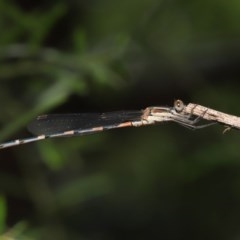 Austrolestes leda (Wandering Ringtail) at ANBG - 24 Nov 2020 by TimL