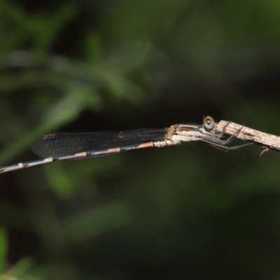 Austrolestes leda (Wandering Ringtail) at Acton, ACT - 24 Nov 2020 by TimL