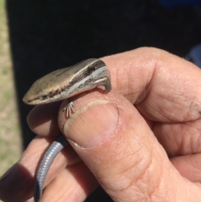 Acritoscincus duperreyi (Eastern Three-lined Skink) at Peak View, NSW - 20 Oct 2019 by Hank