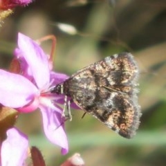 Oenogenes fugalis (A Pyralid moth) at Namadgi National Park - 25 Nov 2020 by Christine