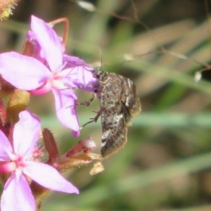 Oenogenes fugalis at Cotter River, ACT - 25 Nov 2020