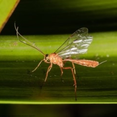 Enicospilus CNM sp1 (An Ophioninae Wasp) at ANBG - 25 Nov 2020 by Roger