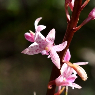 Dipodium roseum (Rosy Hyacinth Orchid) at Woodlands - 26 Nov 2020 by Snowflake